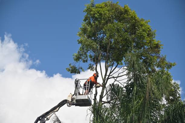 Best Tree Maintenance Programs  in Dixon, CA